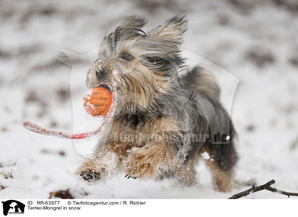 Terrier-Mongrel in snow / RR-63977