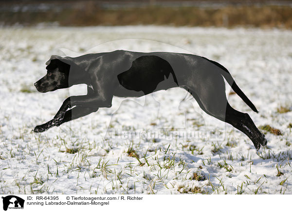 running Labrador-Dalmatian-Mongrel / RR-64395