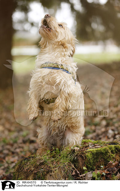 Dackel-Yorkshire-Terrier-Mischling / Dachshund-Yorkshire-Terrier-Mongrel / RR-64570
