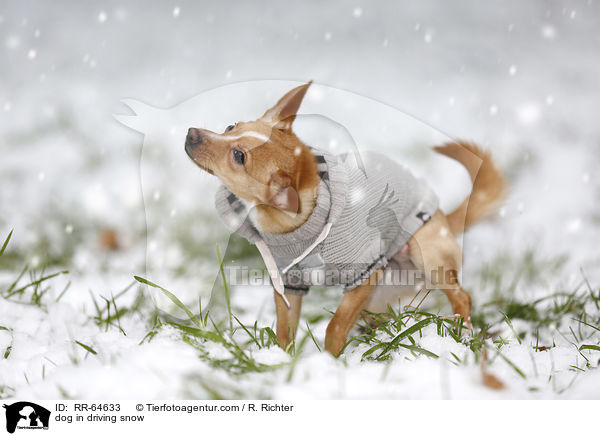 Hund im Schneegestber / dog in driving snow / RR-64633