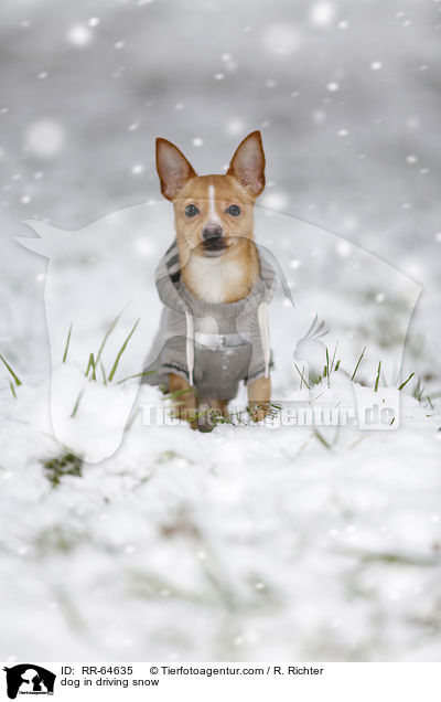 Hund im Schneegestber / dog in driving snow / RR-64635