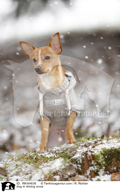 Hund im Schneegestber / dog in driving snow / RR-64636