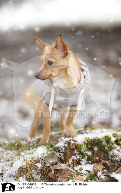 Hund im Schneegestber / dog in driving snow / RR-64639