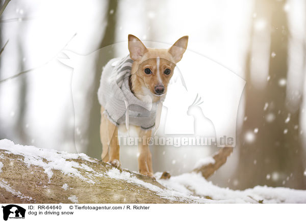 Hund im Schneegestber / dog in driving snow / RR-64640