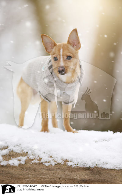Hund im Schneegestber / dog in driving snow / RR-64647