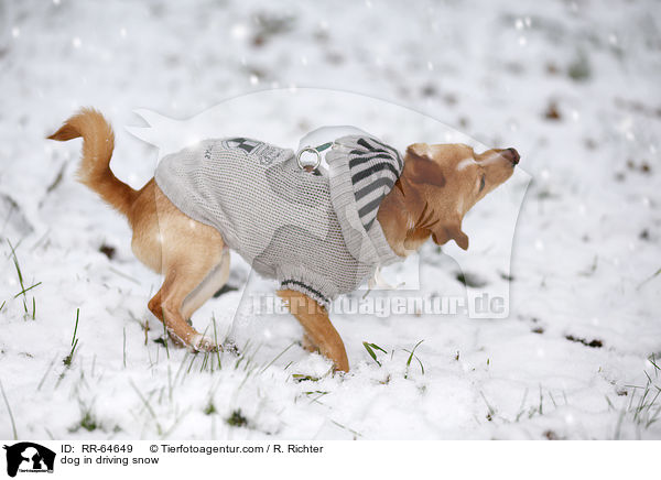 Hund im Schneegestber / dog in driving snow / RR-64649