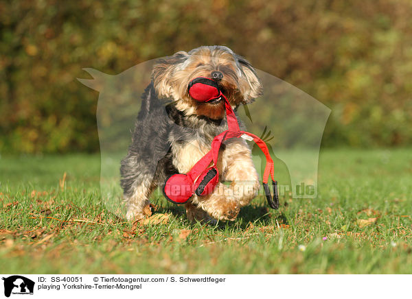 playing Yorkshire-Terrier-Mongrel / SS-40051