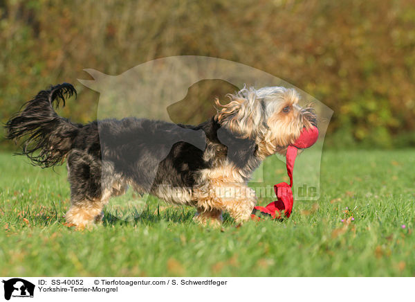 Yorkshire-Terrier-Mischling / Yorkshire-Terrier-Mongrel / SS-40052