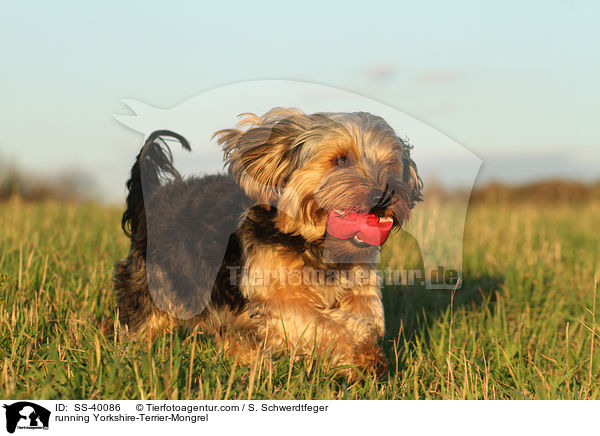 running Yorkshire-Terrier-Mongrel / SS-40086