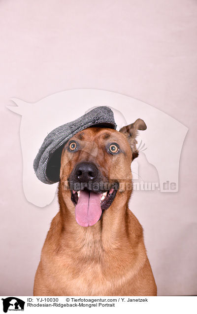 Rhodesian-Ridgeback-Mischling Portrait / Rhodesian-Ridgeback-Mongrel Portrait / YJ-10030