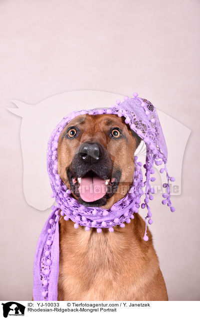 Rhodesian-Ridgeback-Mischling Portrait / Rhodesian-Ridgeback-Mongrel Portrait / YJ-10033