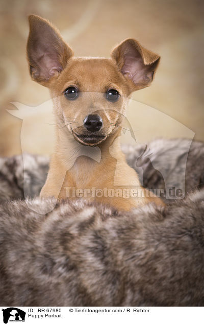 Puppy Portrait / RR-67980