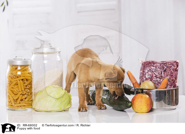 Puppy with food / RR-68002