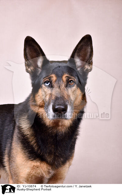 Husky-Shepherd Portrait / YJ-10674
