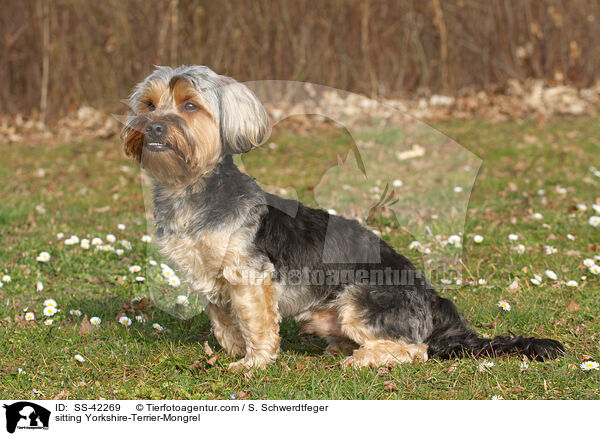 sitzender Yorkshire-Terrier-Mischling / sitting Yorkshire-Terrier-Mongrel / SS-42269
