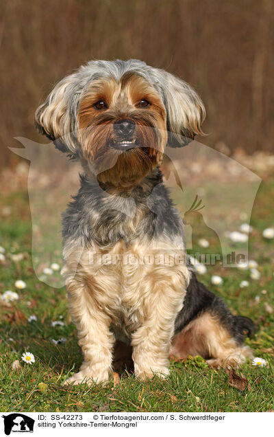 sitzender Yorkshire-Terrier-Mischling / sitting Yorkshire-Terrier-Mongrel / SS-42273