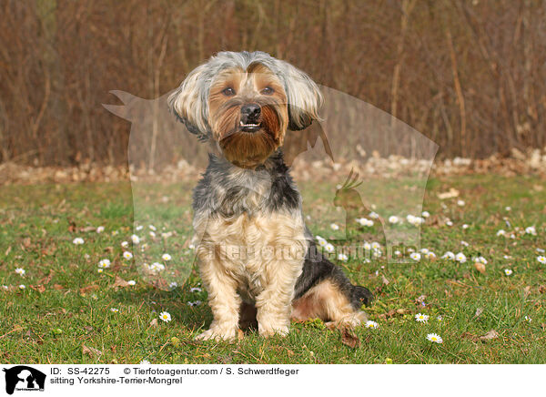 sitzender Yorkshire-Terrier-Mischling / sitting Yorkshire-Terrier-Mongrel / SS-42275