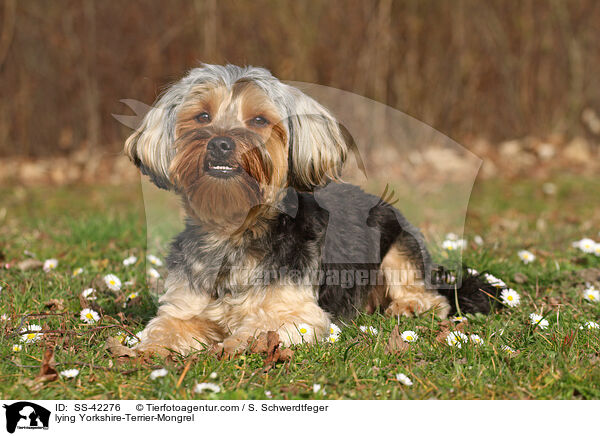 liegender Yorkshire-Terrier-Mischling / lying Yorkshire-Terrier-Mongrel / SS-42276
