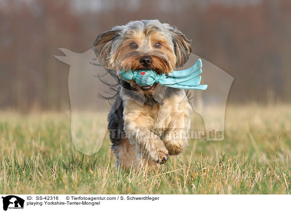 spielender Yorkshire-Terrier-Mischling / playing Yorkshire-Terrier-Mongrel / SS-42316