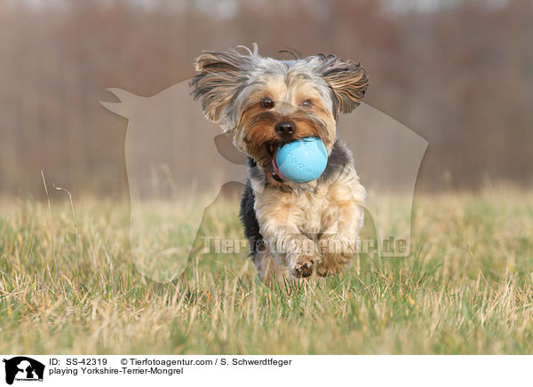 playing Yorkshire-Terrier-Mongrel / SS-42319