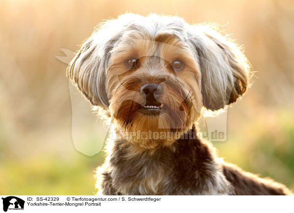Yorkshire-Terrier-Mongrel Portrait / SS-42329