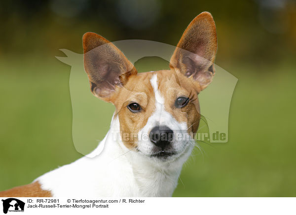 Jack-Russell-Terrier-Mongrel Portrait / RR-72981