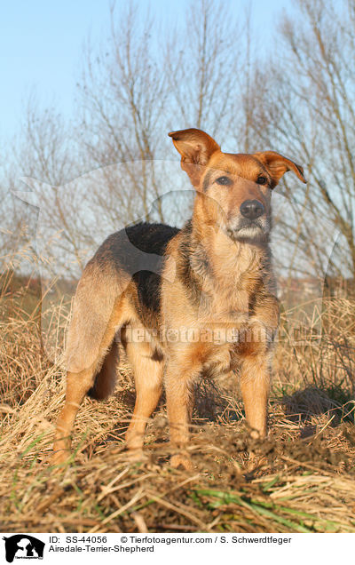 Airedale-Terrier-Schferhund / Airedale-Terrier-Shepherd / SS-44056