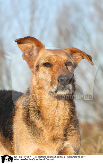 Airedale-Terrier-Schferhund Portrait / Airedale-Terrier-Shepherd Portrait / SS-44057