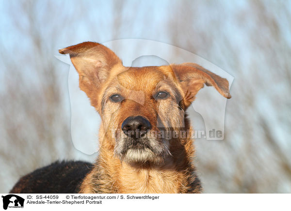 Airedale-Terrier-Schferhund Portrait / Airedale-Terrier-Shepherd Portrait / SS-44059