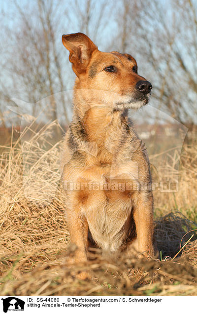 sitzender Airedale-Terrier-Schferhund / sitting Airedale-Terrier-Shepherd / SS-44060