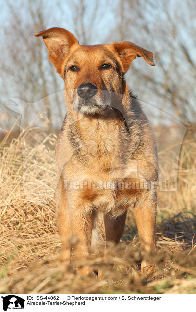 Airedale-Terrier-Schferhund / Airedale-Terrier-Shepherd / SS-44062