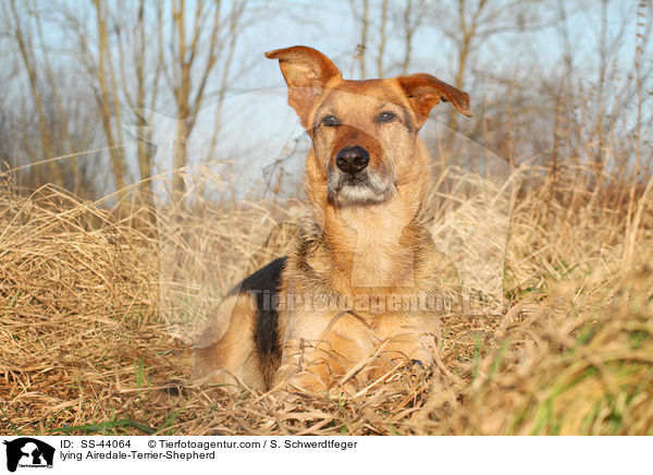 liegender Airedale-Terrier-Schferhund / lying Airedale-Terrier-Shepherd / SS-44064