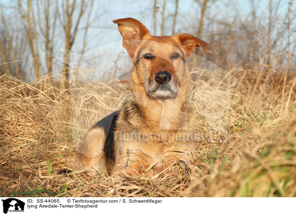 liegender Airedale-Terrier-Schferhund / lying Airedale-Terrier-Shepherd / SS-44065