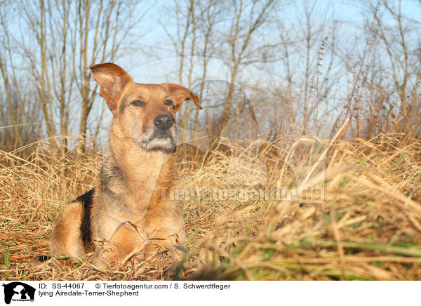 liegender Airedale-Terrier-Schferhund / lying Airedale-Terrier-Shepherd / SS-44067