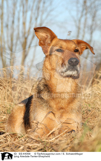liegender Airedale-Terrier-Schferhund / lying Airedale-Terrier-Shepherd / SS-44068