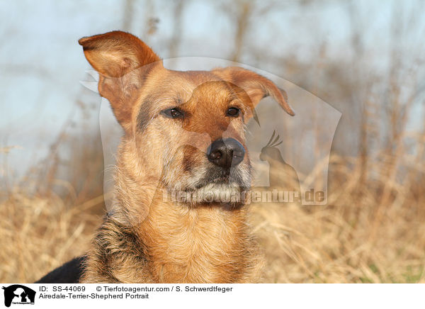 Airedale-Terrier-Schferhund Portrait / Airedale-Terrier-Shepherd Portrait / SS-44069