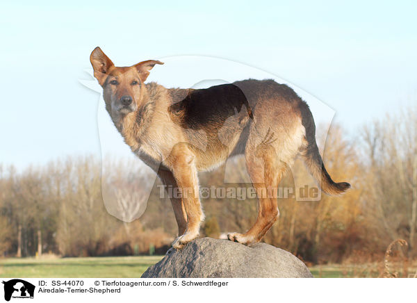Airedale-Terrier-Schferhund / Airedale-Terrier-Shepherd / SS-44070