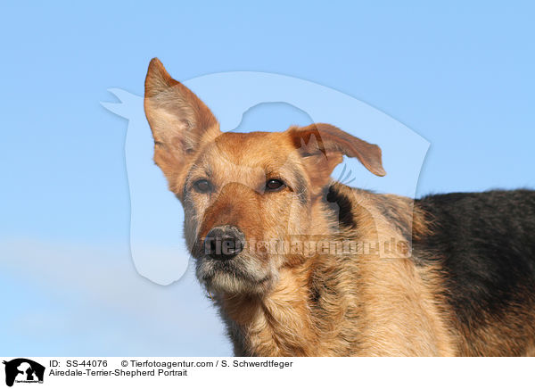 Airedale-Terrier-Schferhund Portrait / Airedale-Terrier-Shepherd Portrait / SS-44076