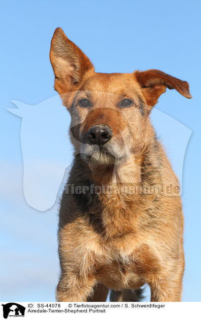 Airedale-Terrier-Schferhund Portrait / Airedale-Terrier-Shepherd Portrait / SS-44078