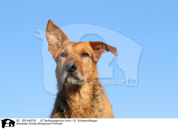Airedale-Terrier-Schferhund Portrait / Airedale-Terrier-Shepherd Portrait / SS-44079