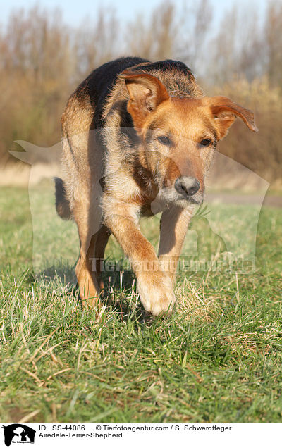 Airedale-Terrier-Schferhund / Airedale-Terrier-Shepherd / SS-44086