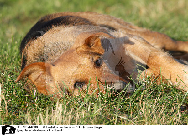 liegender Airedale-Terrier-Schferhund / lying Airedale-Terrier-Shepherd / SS-44090