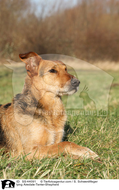 liegender Airedale-Terrier-Schferhund / lying Airedale-Terrier-Shepherd / SS-44091