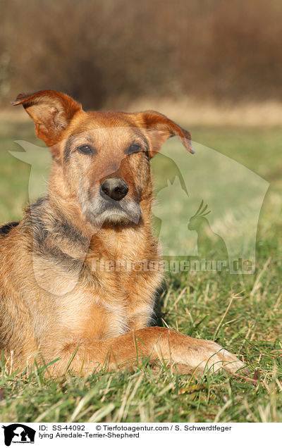 liegender Airedale-Terrier-Schferhund / lying Airedale-Terrier-Shepherd / SS-44092