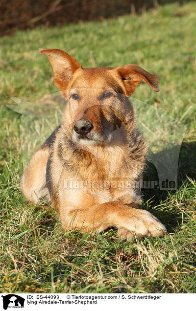liegender Airedale-Terrier-Schferhund / lying Airedale-Terrier-Shepherd / SS-44093