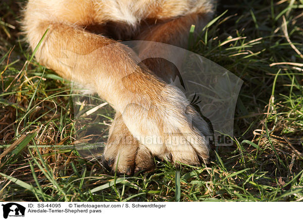 Airedale-Terrier-Schferhund Pfoten / Airedale-Terrier-Shepherd paws / SS-44095