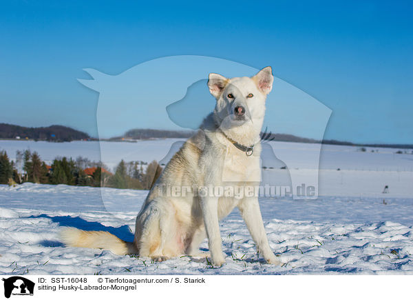 sitzender Husky-Labrador-Mischling / sitting Husky-Labrador-Mongrel / SST-16048