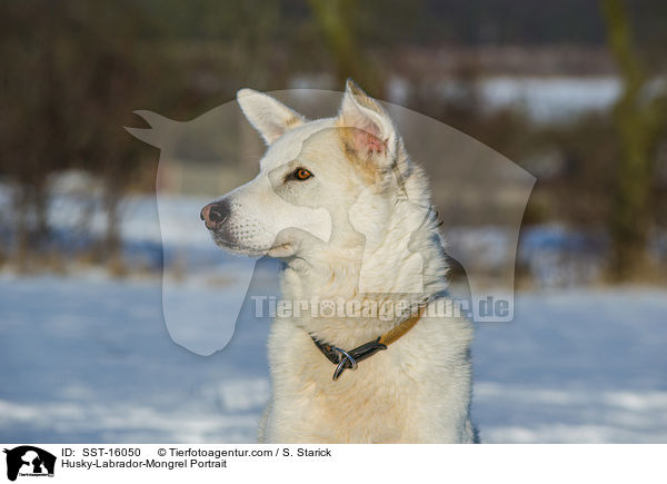 Husky-Labrador-Mischling Portrait / Husky-Labrador-Mongrel Portrait / SST-16050