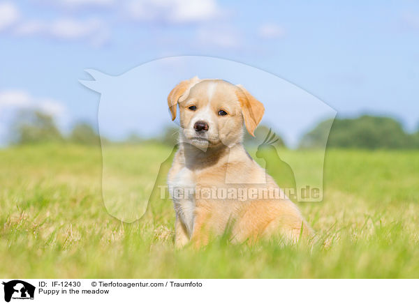 Mischlingswelpe auf der Wiese / Puppy in the meadow / IF-12430