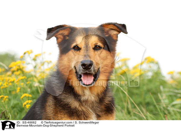 Berner-Sennenhund-Schferhund Portrait / Bernese-Mountain-Dog-Shepherd Portrait / SS-48882